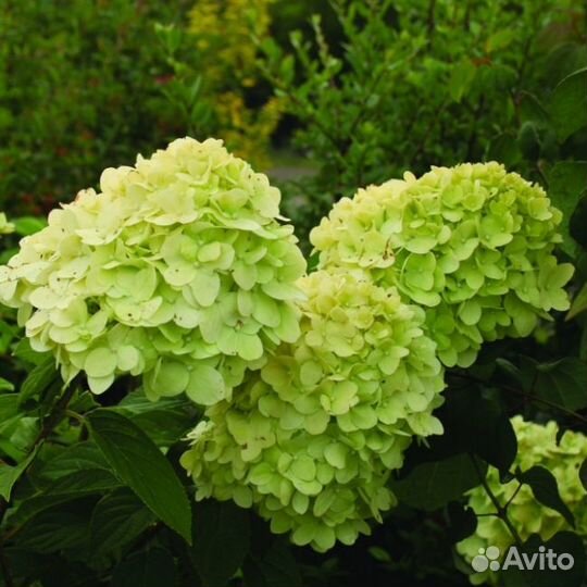 Гортензия метельчатая Мохито (1 саженец в горшке