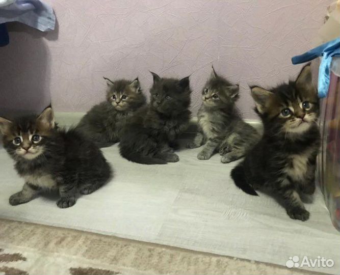 Кот мейн-кун Вязка
