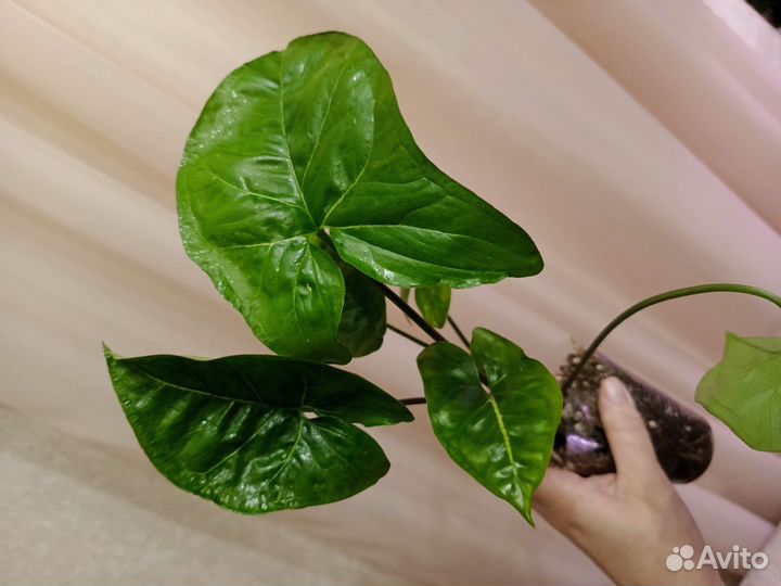 Сингониумы сортовые