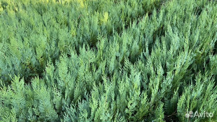 Туя восточная 30-40 см