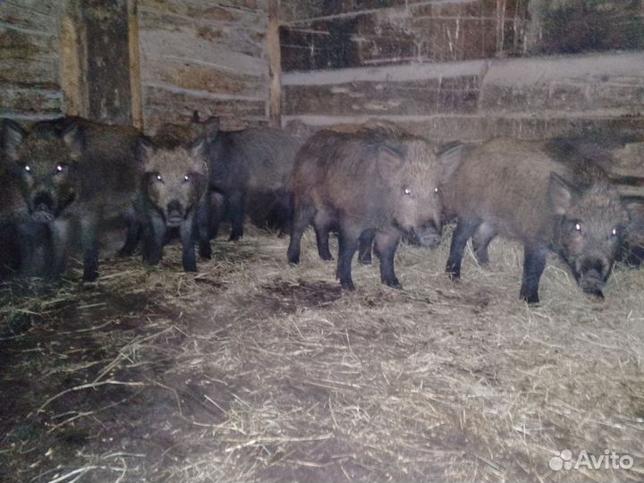 Дикие кабаны