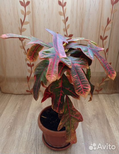 Комнатные цветы. Кротон Экселент