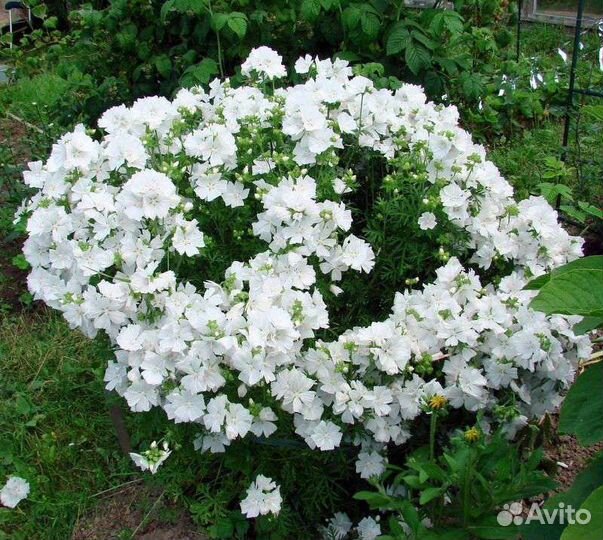 Белые цветы для сада - 10 многолетников