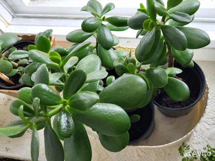 Крассула толстянка (денежное дерево)