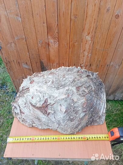 Кап березовый. Спилен год назад