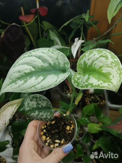 Комнатные растения цветы