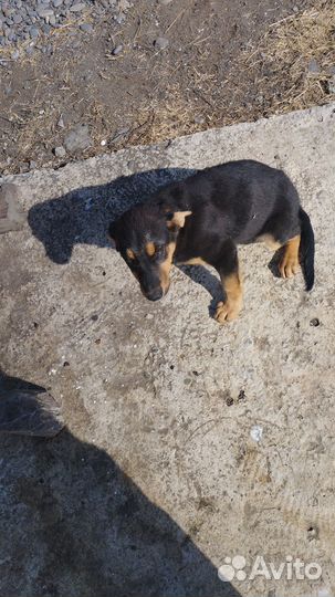 Щенки для двора. Бесплатно