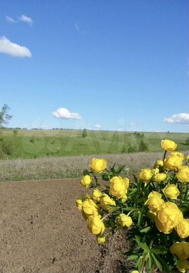 Участок 6 сот. (СНТ, ДНП)