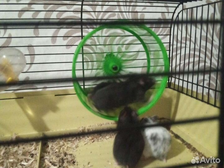 Сирийский хомяк