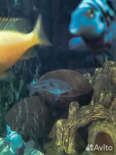 Мальчик ауратус и дельфины, и хромис красавец