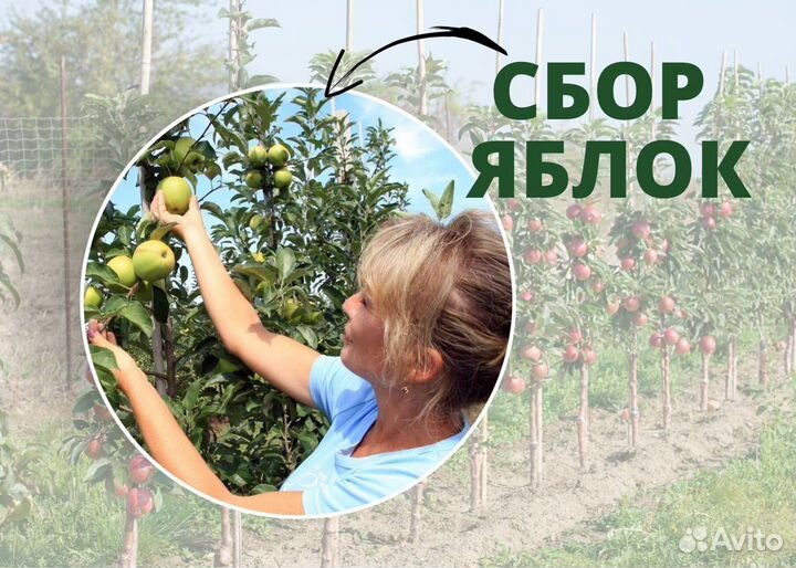 Сборщик яблок/Вахта от 30 смен