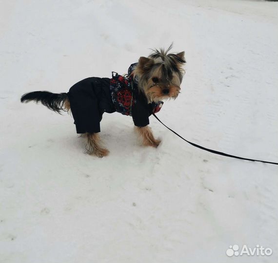 Продам костюм для собачки