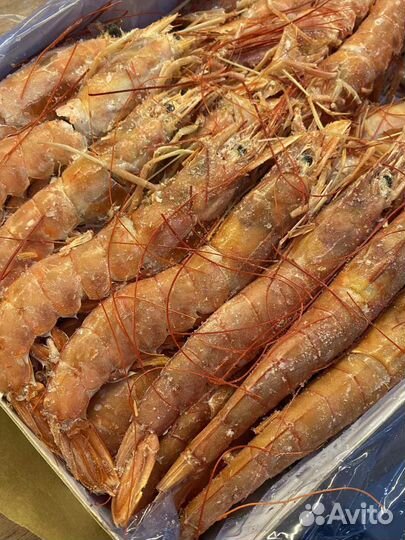 Лангустин L1 10/20