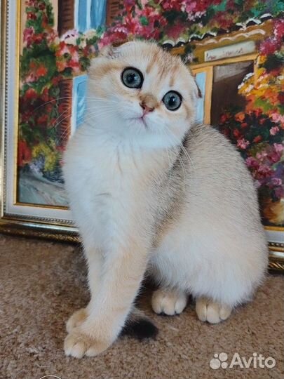 Шотландская