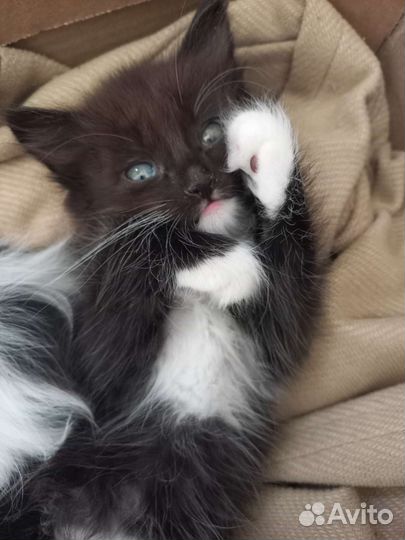 Коты невская маскарадная