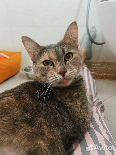 Трехцветная кошка в добрые руки