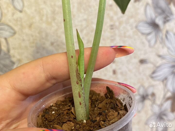 Алоказия Red Grey