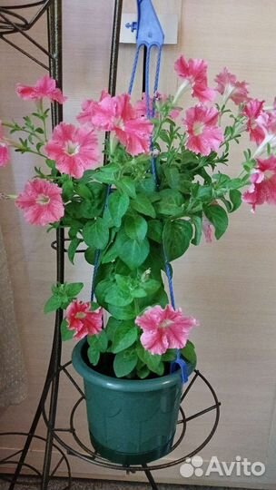 Петуния бахромчатая