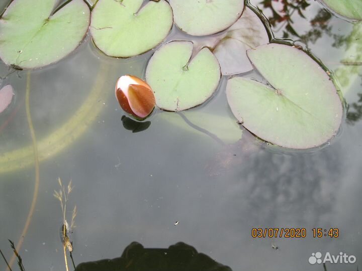 Нимфея (кувшинка)