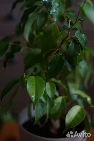 Фикус бенджамина