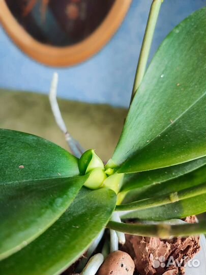 Орхидея фаленопсис Бронзовый Будда