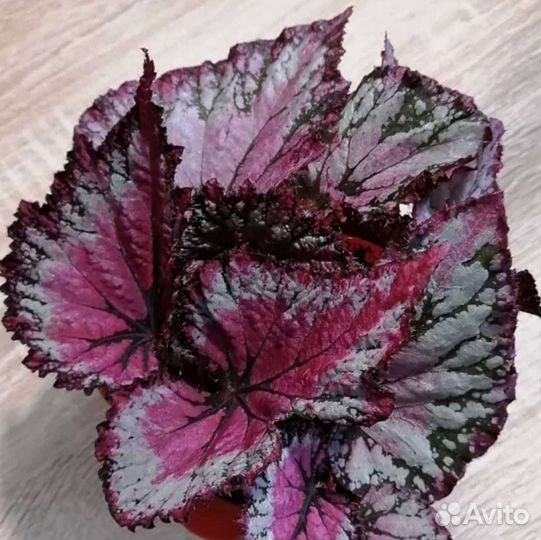 Бегония декоративно лиственная
