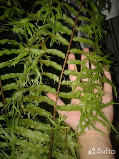 Нефролепис Т 02, полиподиум fallax