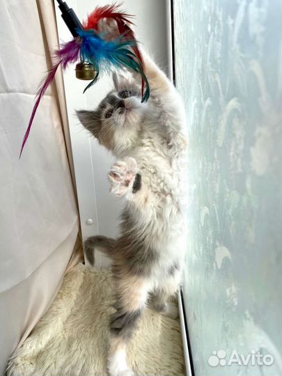 Ласковый котенок