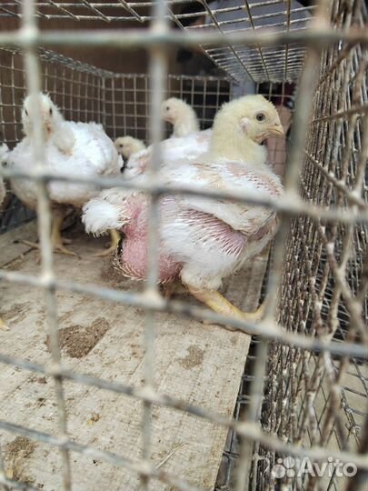 Цыплята суточные бройлера