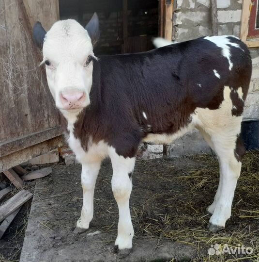 Продам корову