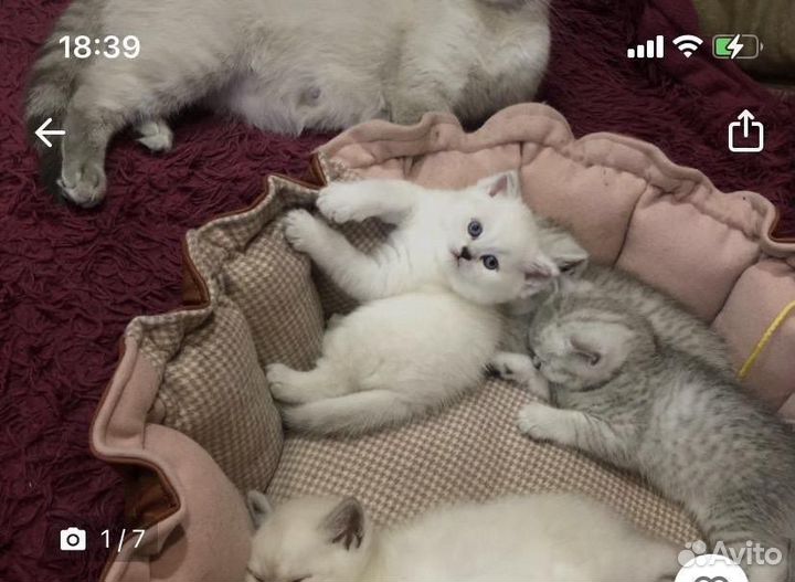 Кот на вязку