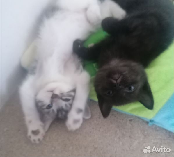 Котята в добрые руки