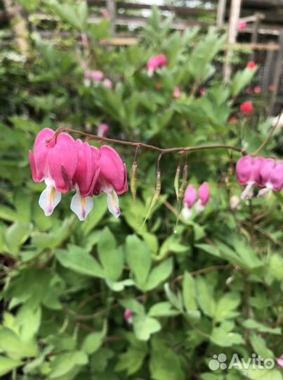 Дицентра великолепная («разбитое сердце»)