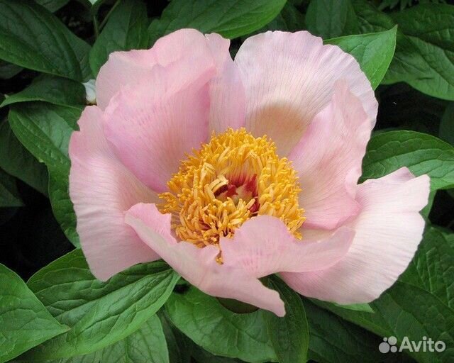 Пионы саженцы корни