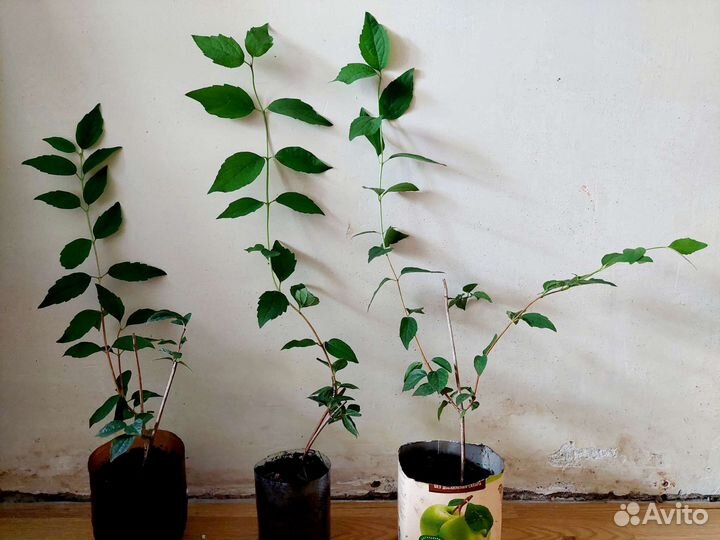 Жасмин чебушник махровый