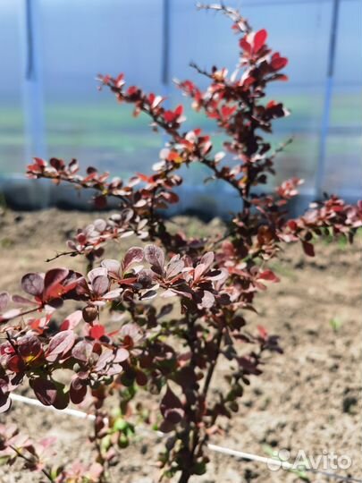 Барбарис Рэд Диджей