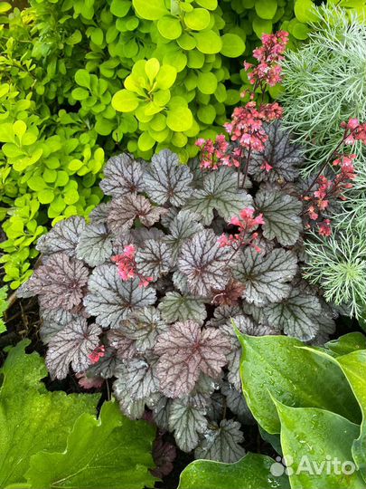 Гейхера сортовая