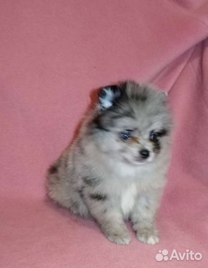 Эксклюзивные малыши