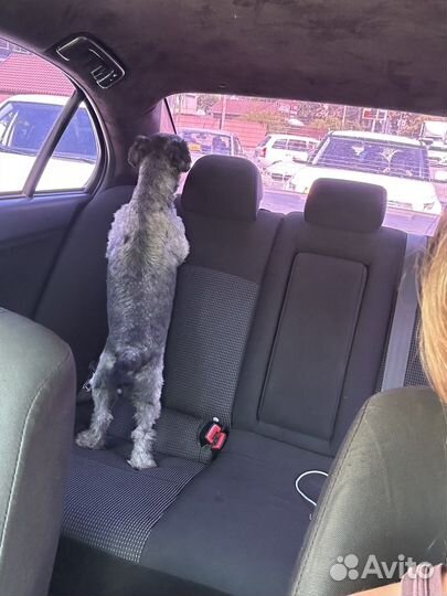 Нашли собаку кобель 1 год