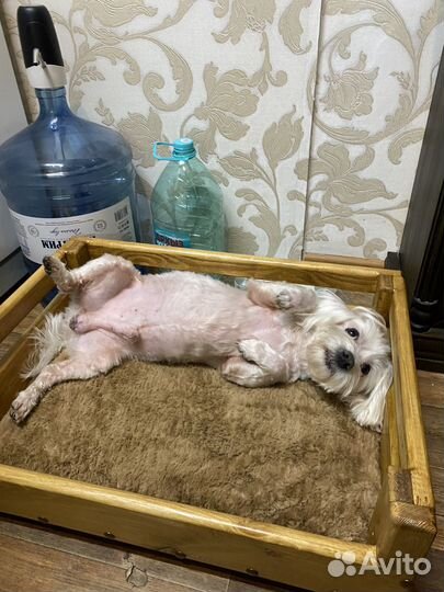 Лежанка для собак/кошек на заказ срок 1-2 дня