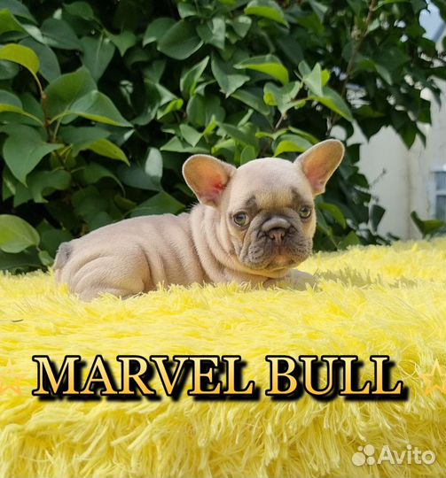 Французский бульдог