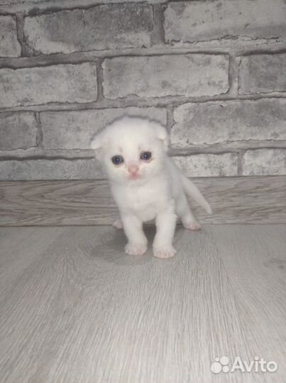 Продаю вислоухих котят