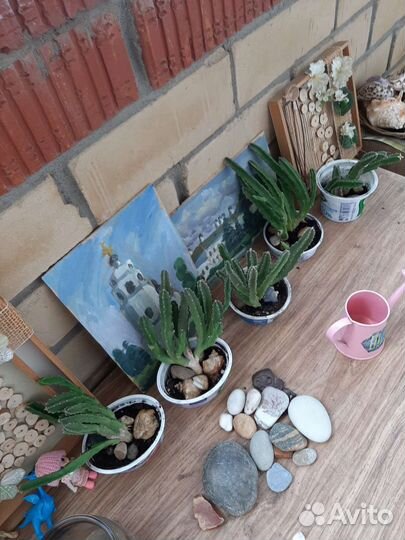 Стапелия суккулент кактус