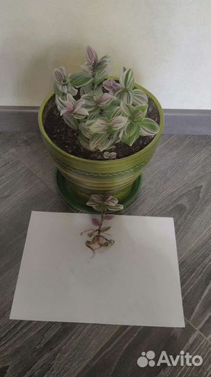 Традесканция нанук