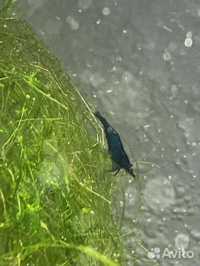 Креветки блю дрим (blue dream)