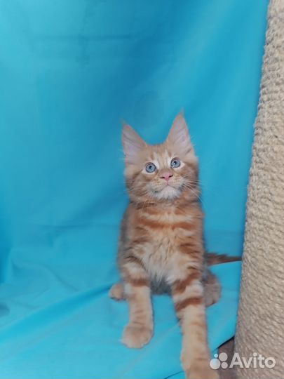Котята мейн-кун