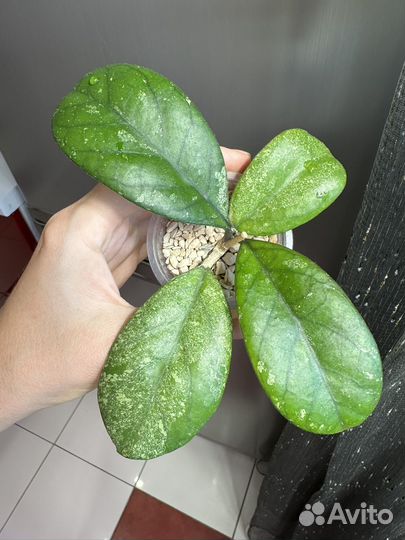 Хойя seedling (By Patcharawalai)