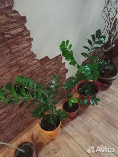 Комнатные цветы