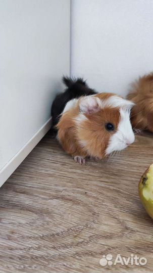 Морская свинка