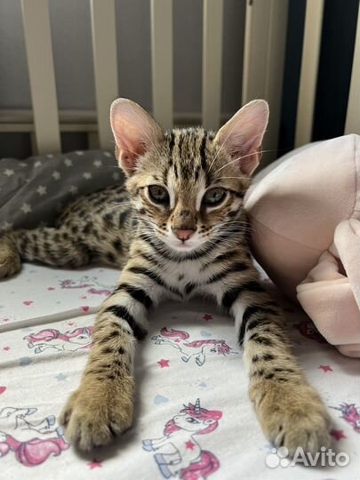 Бенгальский кот F1 (50 алк)